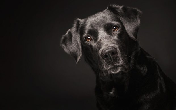 Black Cool Dog Backgrounds.