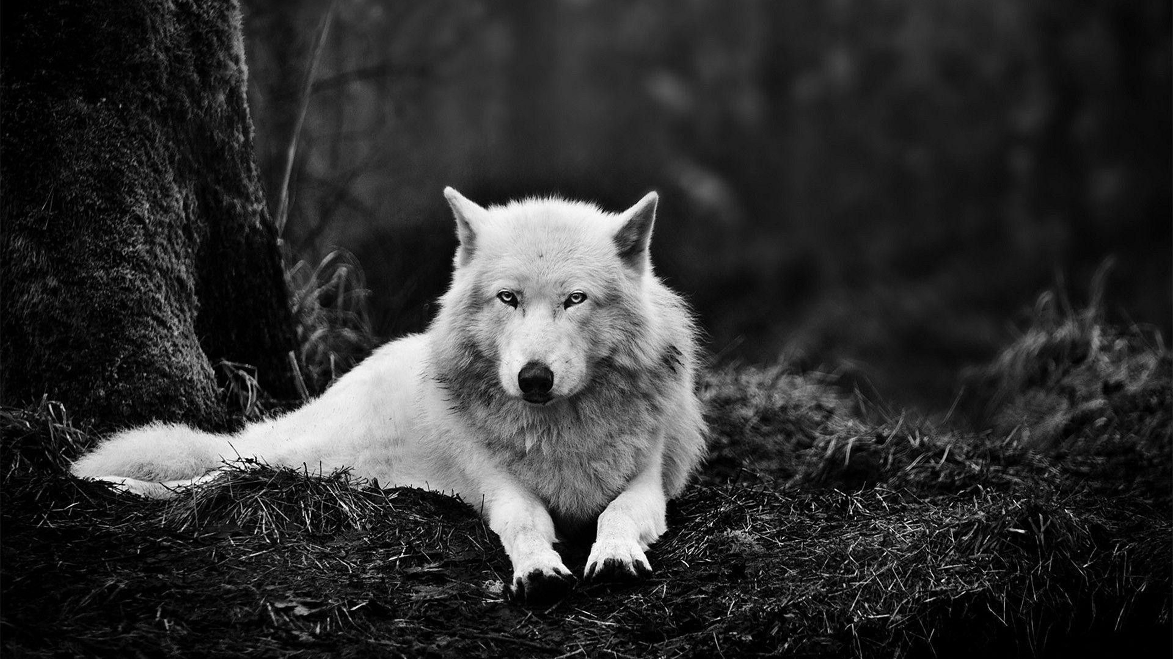 Black and White 4K Wallpapers High Quality Black and White 4K Wallpapers High Quality