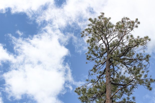 Blue Sky in June.