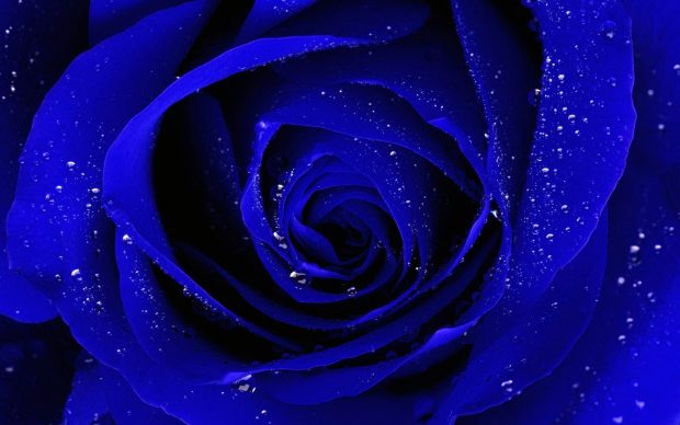 Cool Blue Flower Backgrounds.