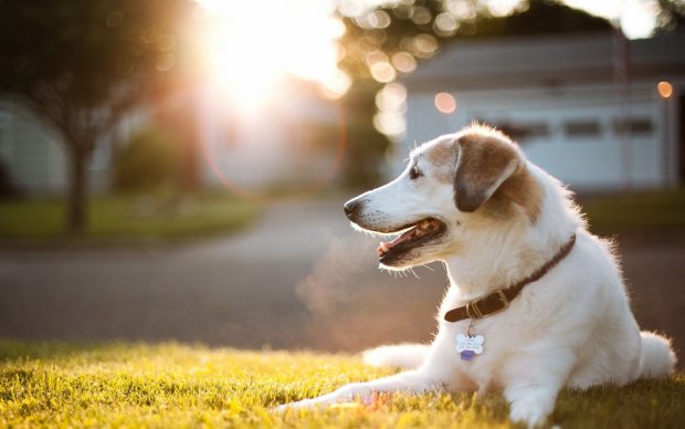 Cool Dog Desktop Backgrounds.