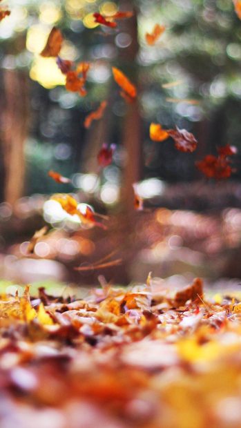 Cool Fall Android Wallpaper HD.