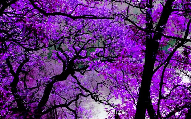 Cool Purple Desktop Image.