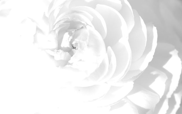 Cool White Wallpaper HD Free download.