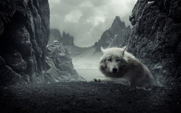 Cool Wolf Desktop Image.