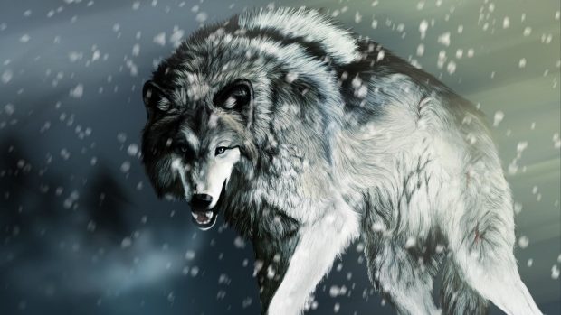 Cool Wolf HD Wallpaper.