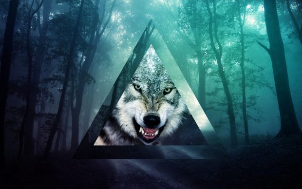 Cool Wolf HD Wallpaper Free download.