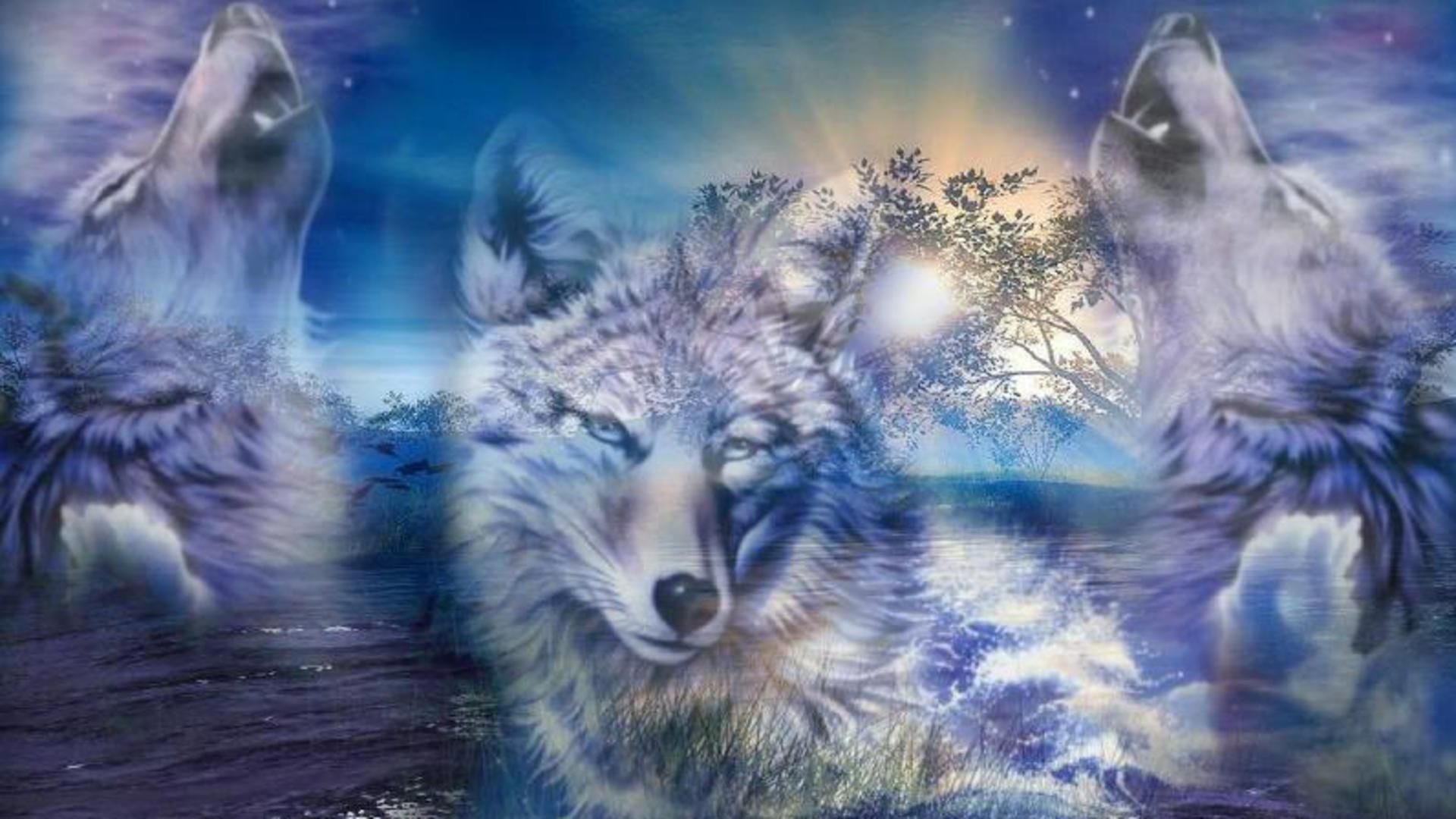 Cool Wolf HD Wallpapers Free download