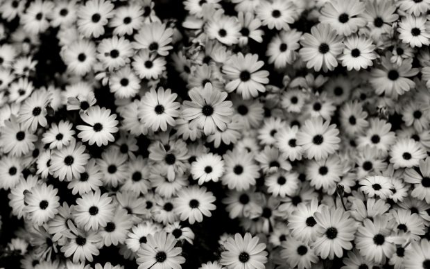 Cute Black and White HD Wallpaper.