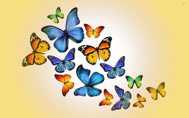 Cute Butterfly HD Wallpaper Free download.