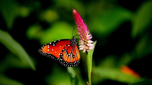 Cute Butterfly Pictures.