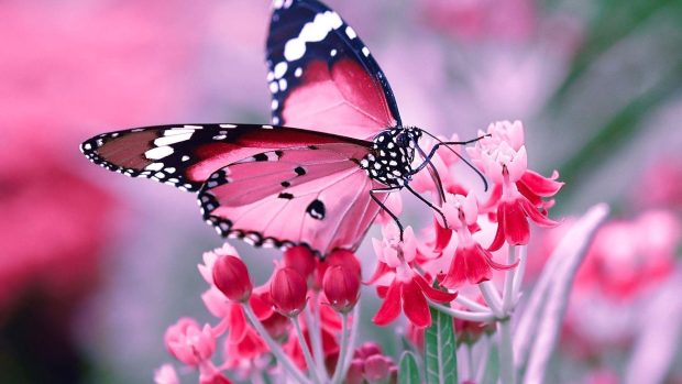 Cute Butterfly Wallpaper 1080p.