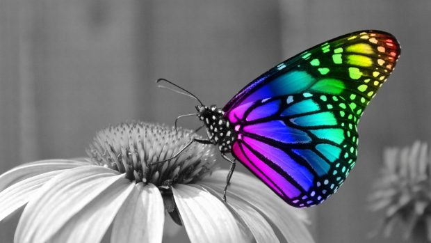 Cute Butterfly Wallpaper 1920x1080.