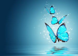 Cute Butterfly Wallpaper HD.