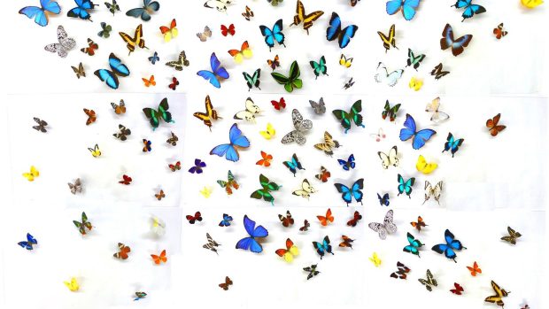 Cute Butterfly Wallpaper High Resolution.