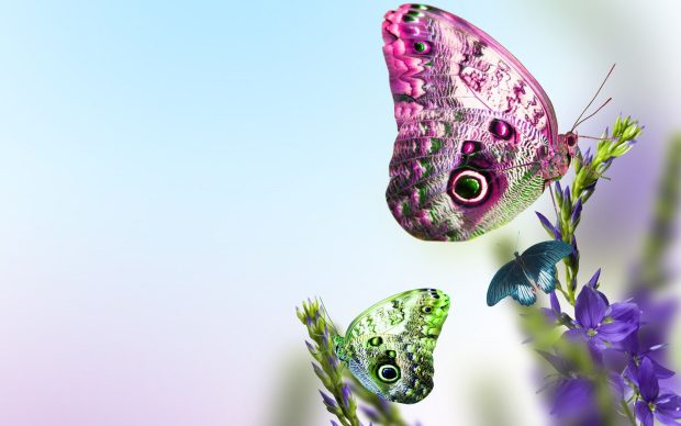 Cute Butterfly Wallpaper for PC.