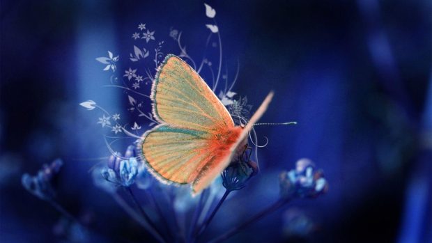 Cute Butterfly Wide Screen Wallpaper.