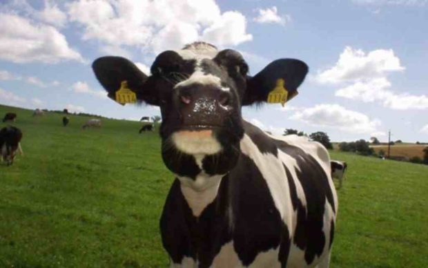 Cute Cow Backgrounds for Desktop.