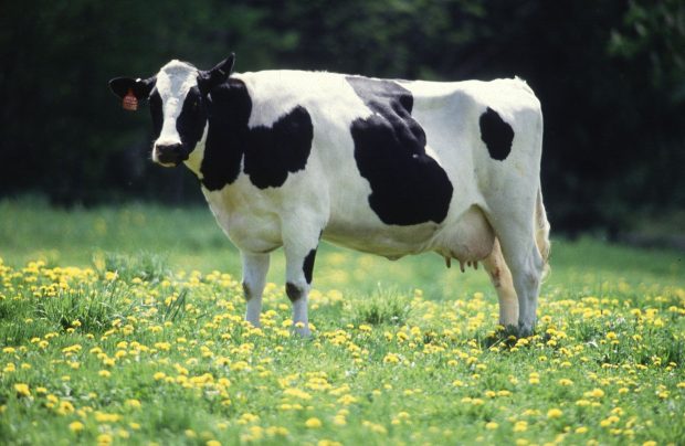 Cute Cow Image.