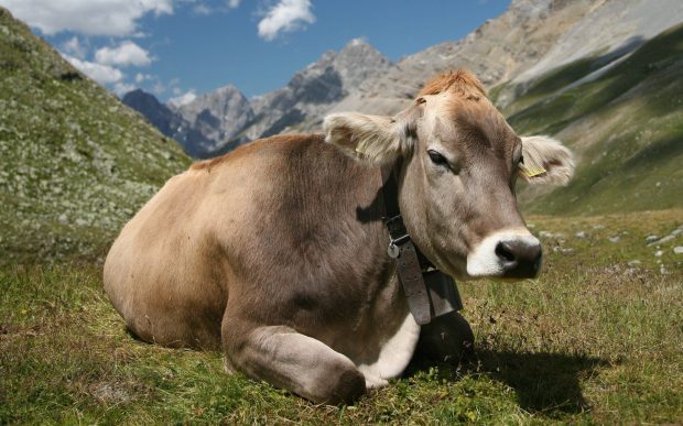 Cute Cow Photo.