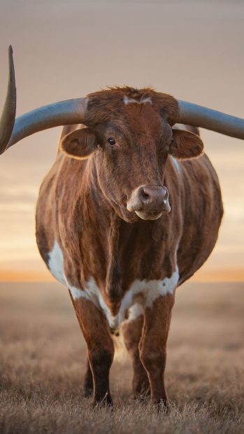 Cute Cow Photo iPhone.