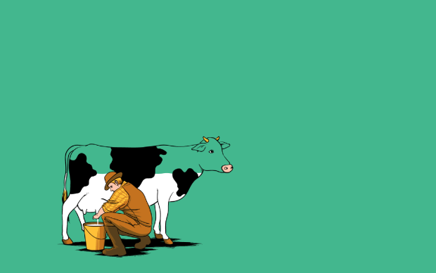 Cute Cow Wallpaper.