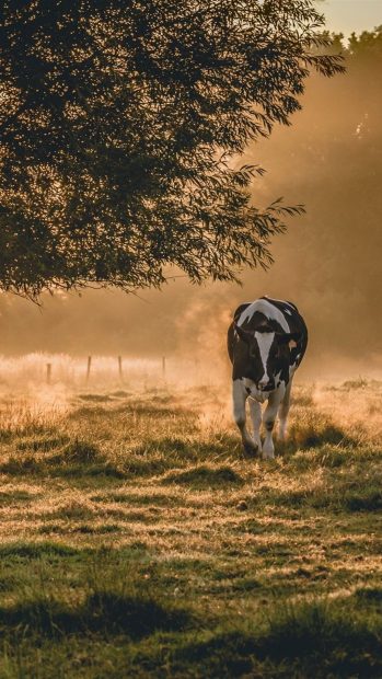 Cute Cow Wallpaper HD 1080p iPhone.