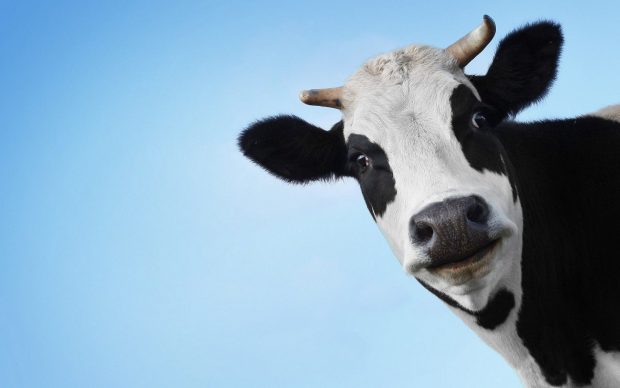 Cute Cow Wallpaper HD.