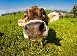 Cute Cow Wallpaper HD Free download.