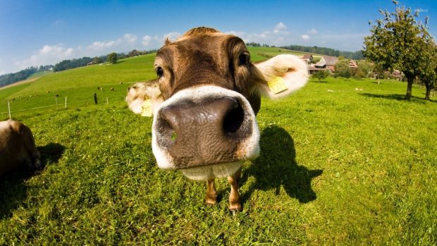 Cute Cow Wallpaper HD Free download.