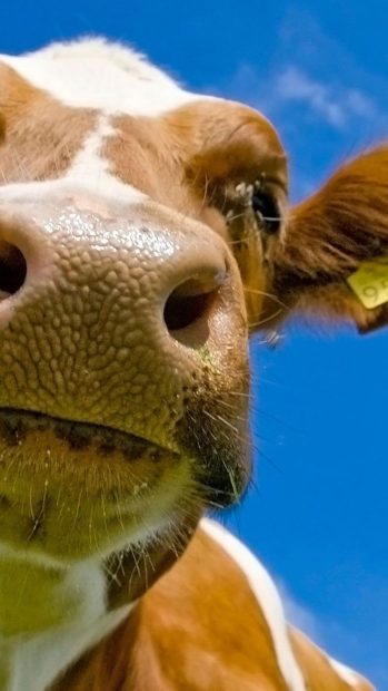 Cute Cow iPhone Background for Iphone.