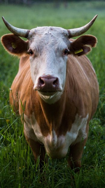 Cute Cow iPhone Wallpaper Free Download.