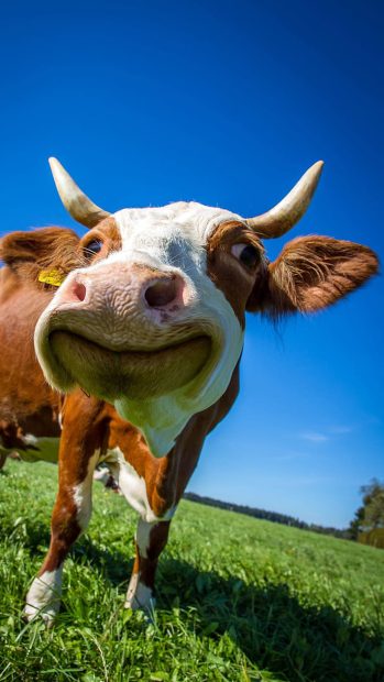 Cute Cow iPhone Wallpaper HD.