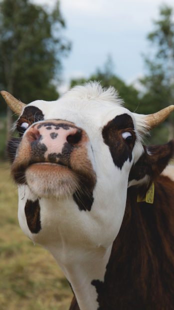 Cute Cow iPhone Wallpaper HD Free download.