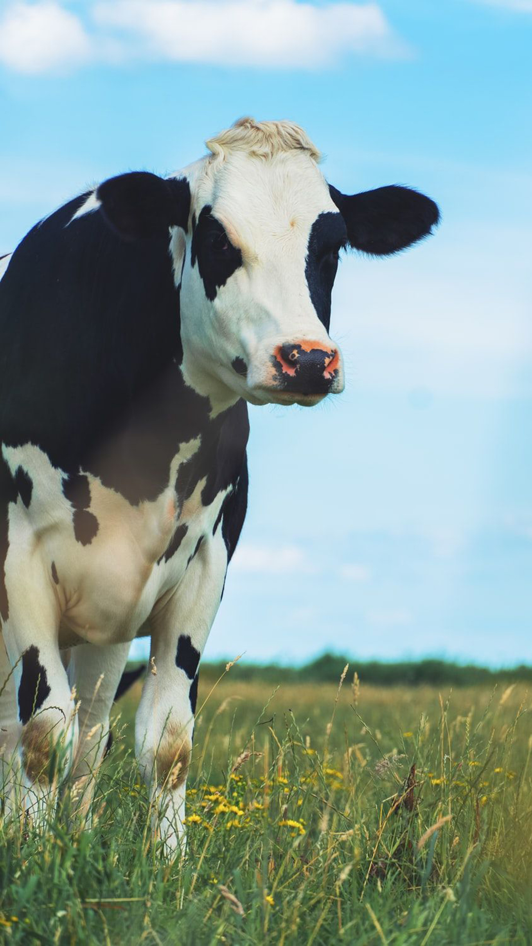 Free and customizable cow templates