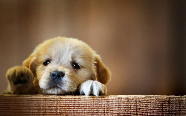 Cute Dog HD Wallpaper.