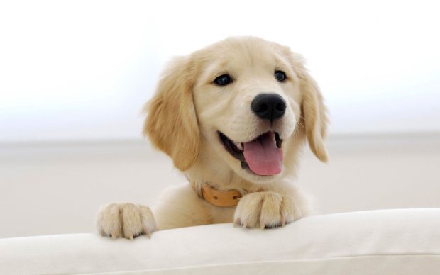 Cute Dog Wallpaper 1920x1200.