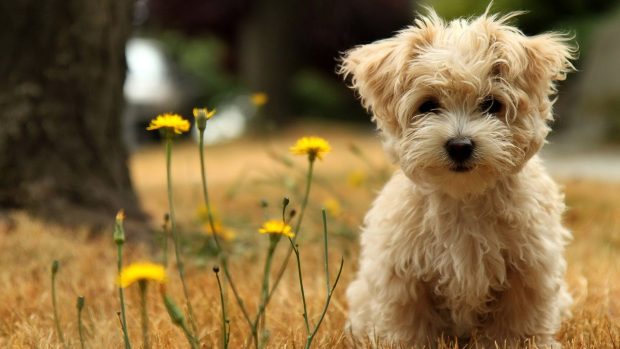 Cute Dog Wallpaper HD.