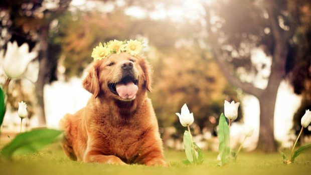 Cute Dog Wallpaper HD Free download.