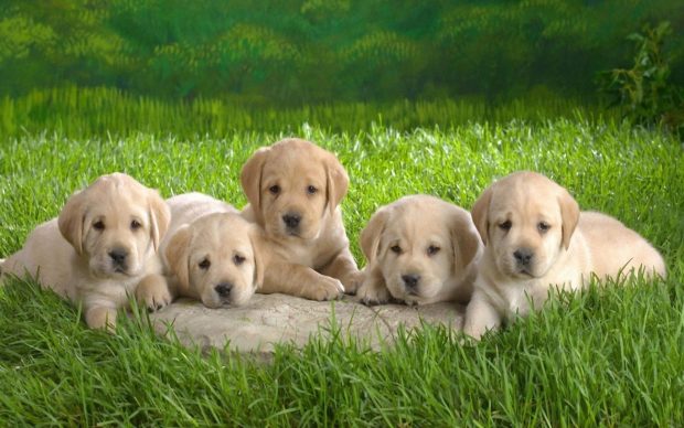 Cute Dog Wallpaper HD for Windows.