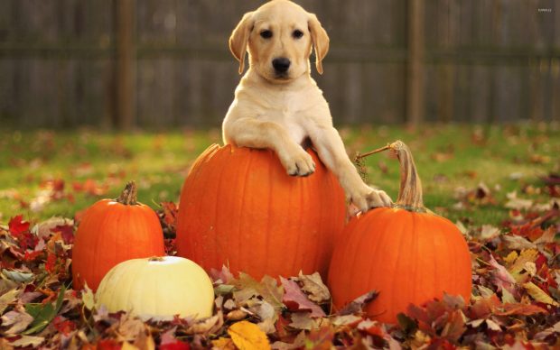 Cute Fall Pumpkin Wallpaper HD.