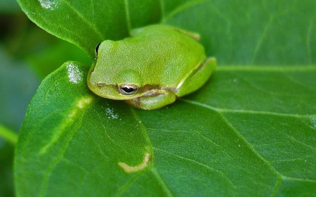 Cute Frogs Background.