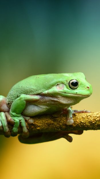 Cute Frogs Backgrounds 1440x2560.