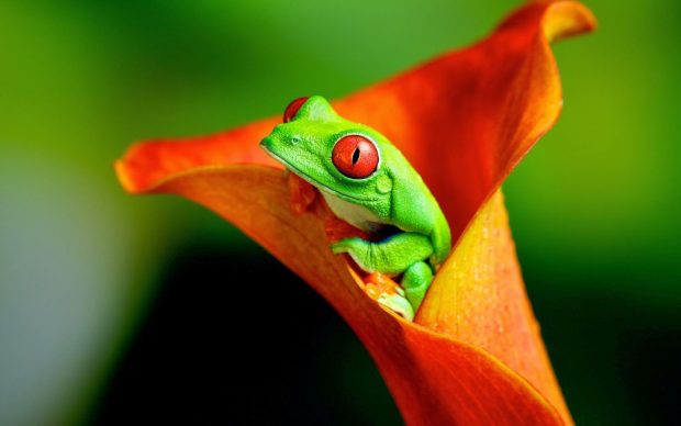 Cute Frogs Desktop Background.