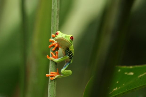 Cute Frogs Desktop Background HD Backgrounds.