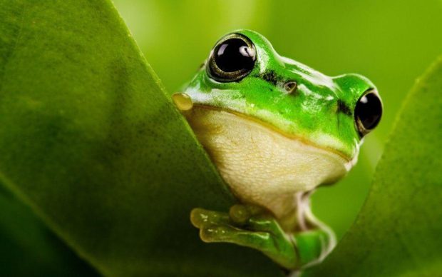 Cute Frogs HD Wallpaper.