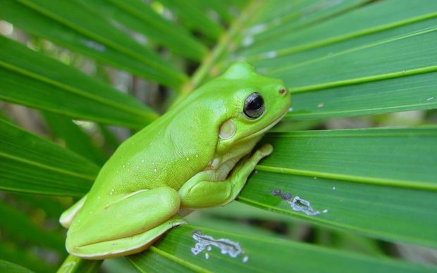 Cute Frogs HD Wallpaper Free download.