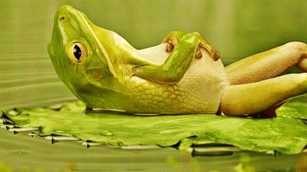 Cute Frogs Wallpaper 1080p.