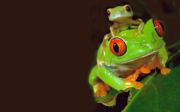 Cute Frogs Wallpaper Desktop.