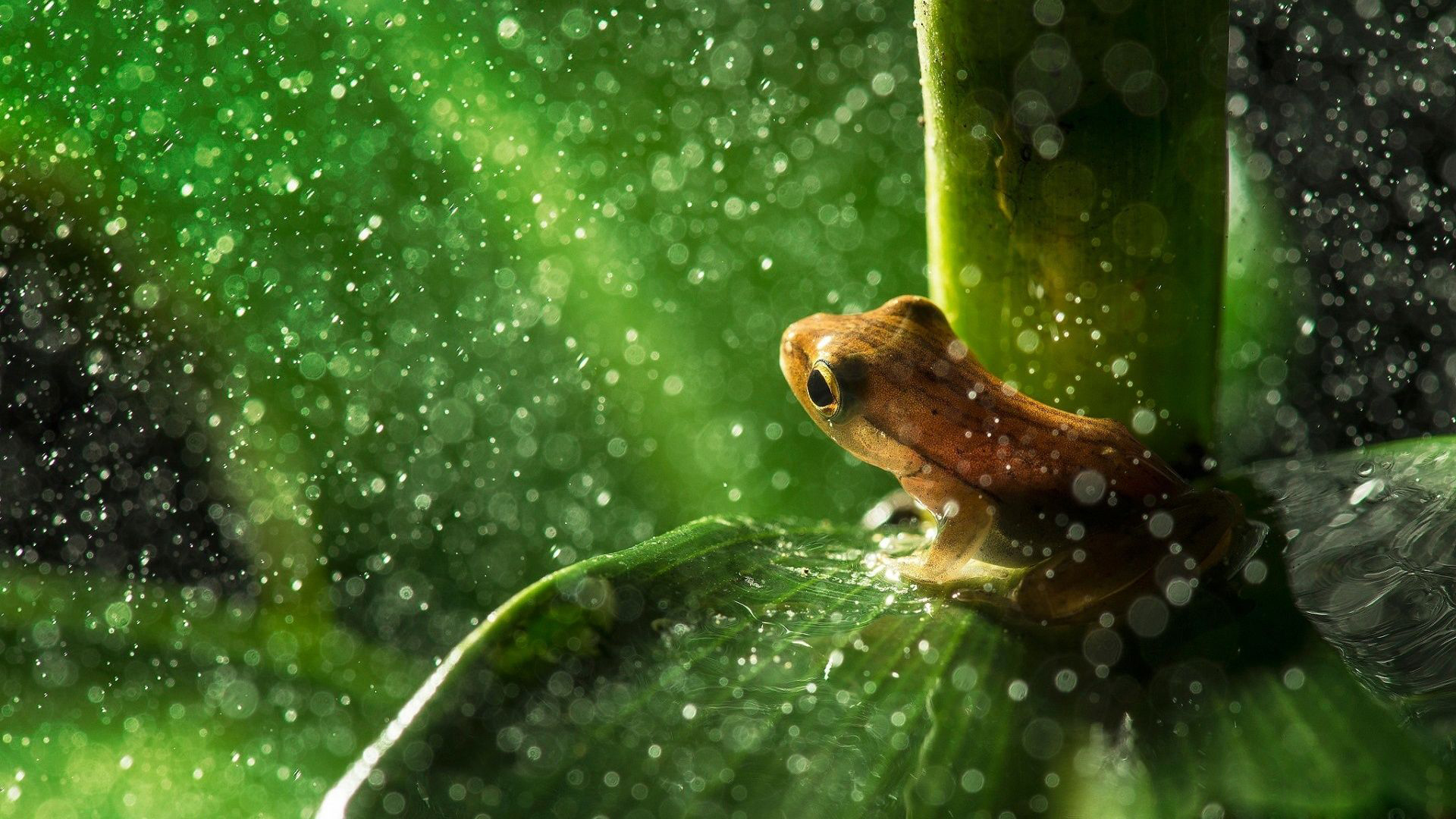 12714 Frog Wallpaper Images Stock Photos  Vectors  Shutterstock